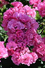 Obraz premium ピンクの薔薇