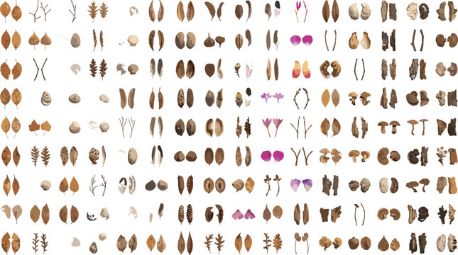 Collection of autumn forest elements dry brown leaves seeds twigs tree bark and mushrooms isolated on white background flat lay top view vector illustration