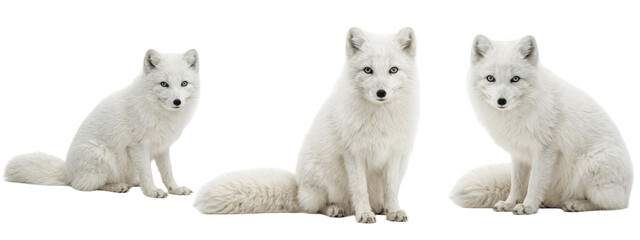 a set of fluffy arctic fox winter PNG illustrations for polar animal education, tundra ecosystem posters and cold climate themed creative design   © Alba