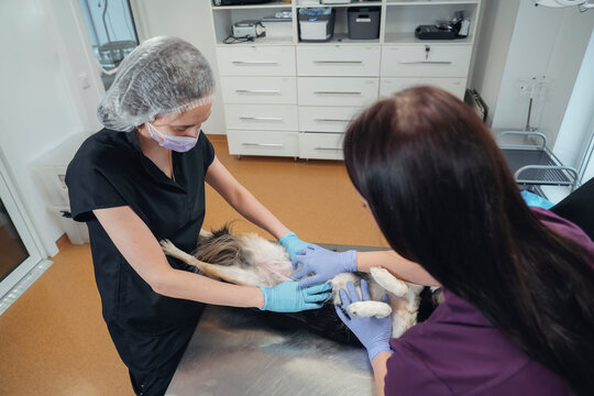Two veterinarians in scrubs and gloves gently examine a dog lying on its back on a stainless steel table in a modern veterinary clinic during the day