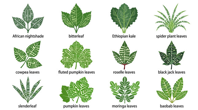 Watercolor edible leaf collection with African nightshade, bitterleaf, kale, jute, cassava, pumpkin, moringa and baobab leaves