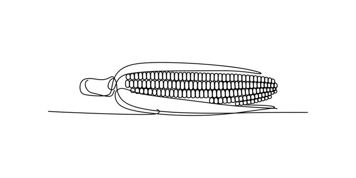 Single line drawing of a corn cob with husks, simple and clean Vector, illustration