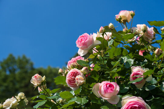 Vibrant pink roses in full bloom reaching upward against a clear, deep blue sky. The sunny daylight highlights the lush green foliage and rich floral textures of the garden bushes.