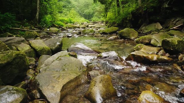 Clear mountain river flows through lush green forest, showcasing pristine nature and dynamic movement of water over mossy rocks.