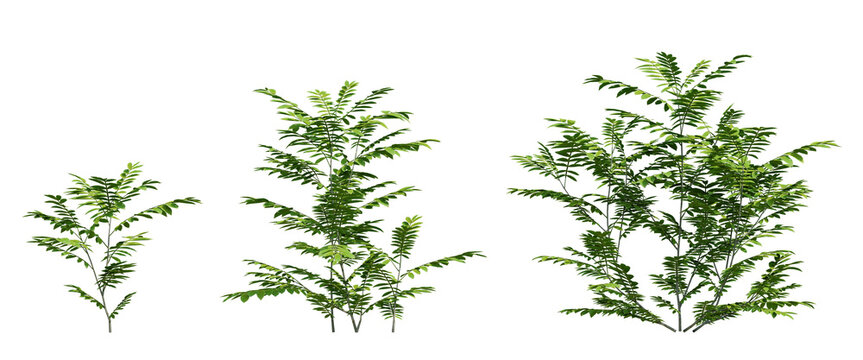 3D Illustration Of Pterocarya Stenoptera Plant With Leaves And Branches On Transparent Background