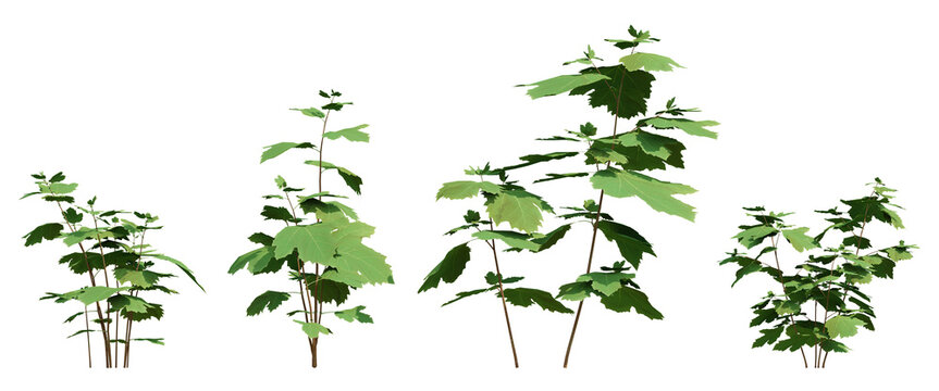 Firmiana Platanifolia Plants 3D Illustration With Bright Green Leaves On Transparent Background