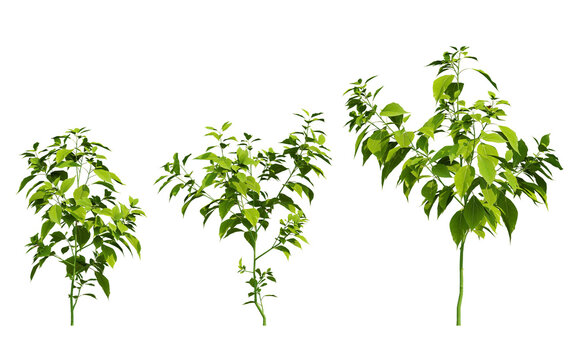 Three Sprigs of 3d Cinnamomum camphora Laurel Plant with Vibrant Green Leaves on Transparent Background Isolated