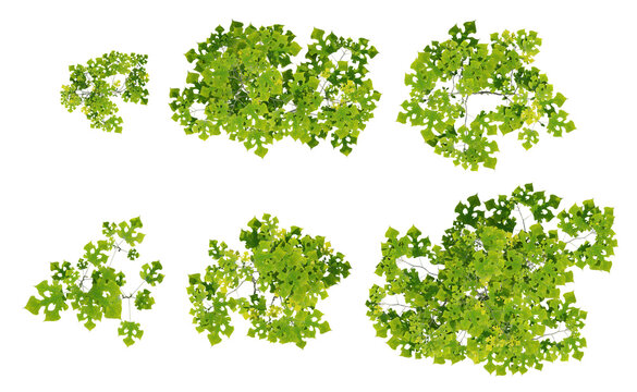 Top View of 3d Render Broussonetia Papyrifera Plant Leaves In A Lush 3D Green Foliage Cluster With Transparent Background