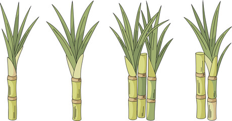 Obraz premium Sugarcane Plant Vector Illustration Collection with Hand Drawn Green Tropical Cane Stalks for Agriculture, Farming and Botanical Design Projects