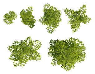 Obraz premium Top View Of Koelreuteria Paniculata Green Foliage Clusters With Dense Leafy 3D Illustration On Transparent Background