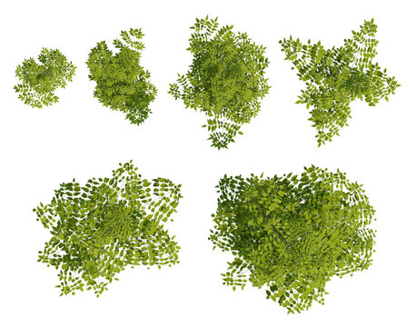 Top View Of Koelreuteria Paniculata Green Foliage Clusters With Dense Leafy 3D Illustration On Transparent Background