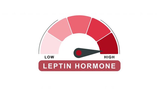 Leptin Hormone Level Gauge Meter Animation Low to High Progress Indicator