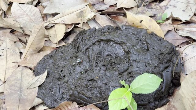 Cow dung beetles, in the garden ,neture