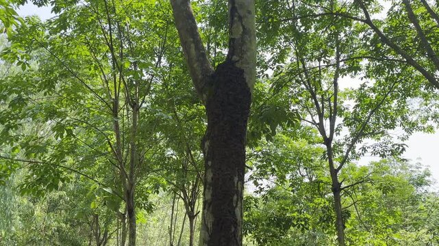 An ant nest on a tree, in the garden ,neture