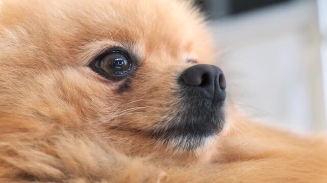 A close up view of a fluffy pomeranian dogs face with dark eyes and nose looking out to the side.