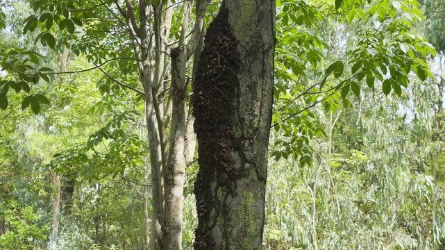 An ant nest on a tree, in the garden  ,neture