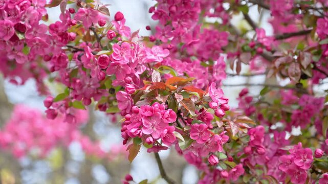 Beautiful pink crabapple blossoms swaying gently in a light spring breeze in slow motion, celebrating nature revival.