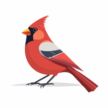Illustration of a Northern Cardinal bird