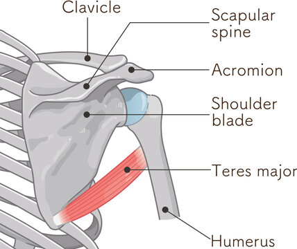 大円筋　Teres major