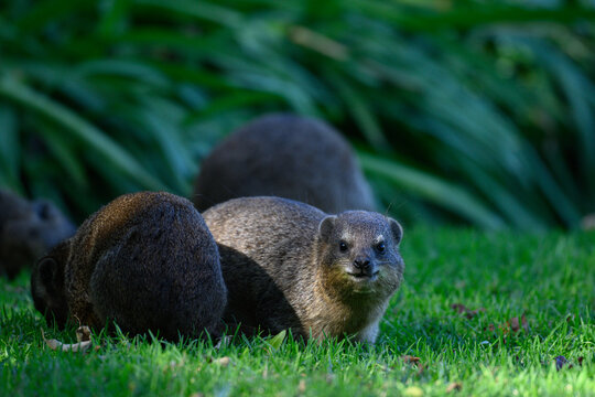 Rock dassies feeding on grass