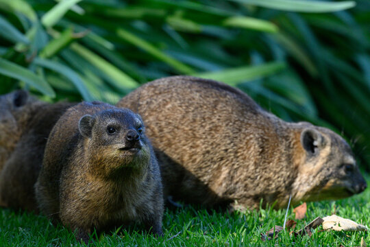 Rock dassies feeding on grass