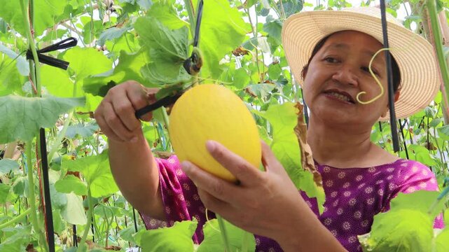 A woman is harvesting melons grown hydroponically in a greenhouse.	
