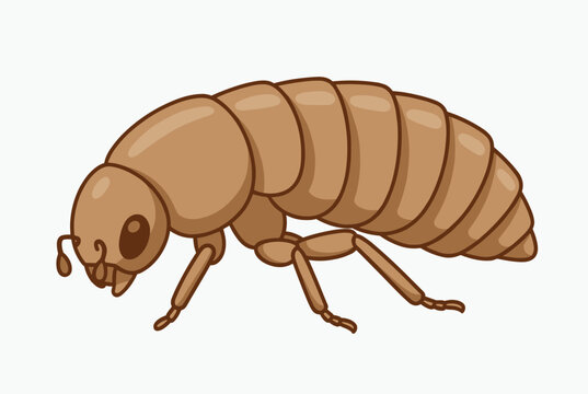Biological illustration of a termite showing its segmented brown body, legs, and mandibles in a detailed side profile view on white.