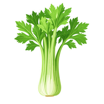 Vector Illustration of Celery Vegetable