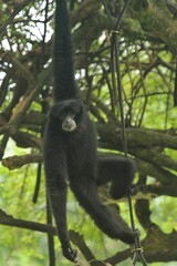 Fototapeta premium A gibbon is seen hanging from a tree branch while looking at the camera at a zoo.