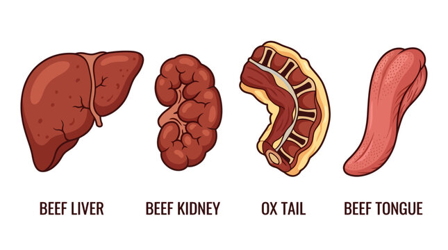 Raw Beef Offal and Variety Organ Meats Vector Illustration Set