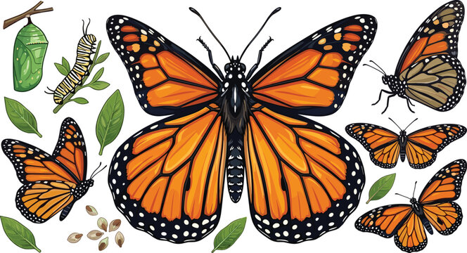Monarch Butterfly Life Cycle Vector Set with Caterpillar, Chrysalis, Eggs, Leaves and Adult Butterflies on White Background