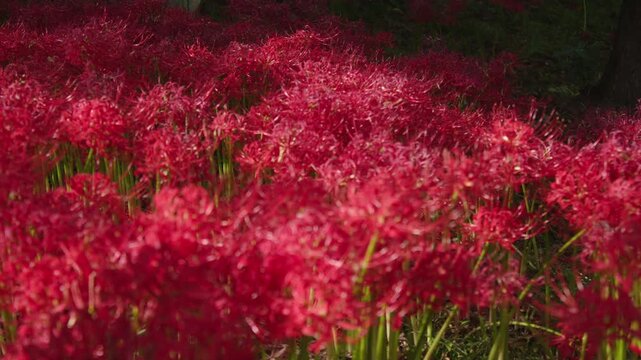 羽黒山公園の彼岸花 Spider lilies at Haguroyama Park , Miyagi Japan