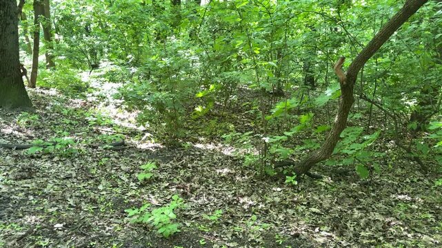 Red squirrel running on ground and climbing trees