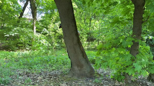 Man in cap looking from behind tree in park