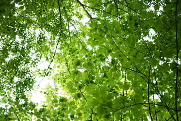 Fototapeta premium Sunlight filters through vibrant green leaves. Branches form a natural canopy overhead. Lush foliage creates a peaceful, dappled effect. Ideal for nature, wellness, or tranquil background scenes