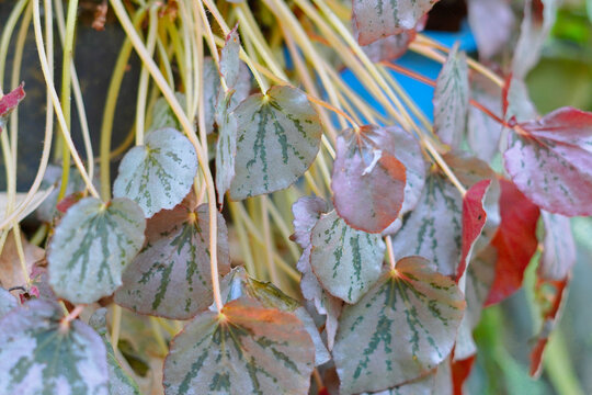 featuring a Begonia ornamental plant with asymmetrical heart-shaped leaves that have an exotic dark green pattern on a silvery surface.