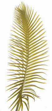 Palme dor&eacute;e de sagoutier 