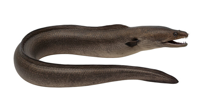 Eel fish animal nobody
