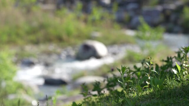 Sunlit grass frames a flowing creek. Rocks and moss line the water's path. Soft focus highlights nature's quiet rhythm. Peaceful streams invite calm reflection