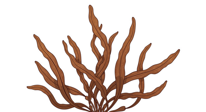 Detailed illustration of brown seaweed or kelp fronds growing from the base representing marine flora and aquatic life.