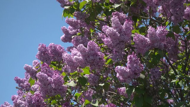 北海道のライラック_Hokkaido Lilacs_1