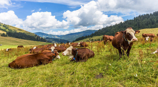 Vaches au p&acirc;turage du col des Aravis, la Clusaz, Savoie