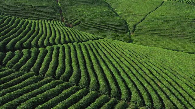 Aerial View of Green Tea Plantation Rows on Rolling Hills