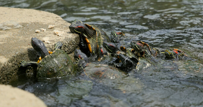 Red-eared slider turtles gather, feeding on bread crumbs at the concrete water's edge under natural light. Wildlife and animal behavior concept.