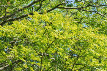 Fototapeta premium 新緑季節の森 木の葉が日差しに輝く20