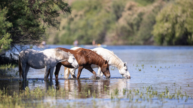 A band of white wild Salt River mustangs cooling off and drinking at the water's edge in the Tonto National Forest near Mesa Arizona United States
