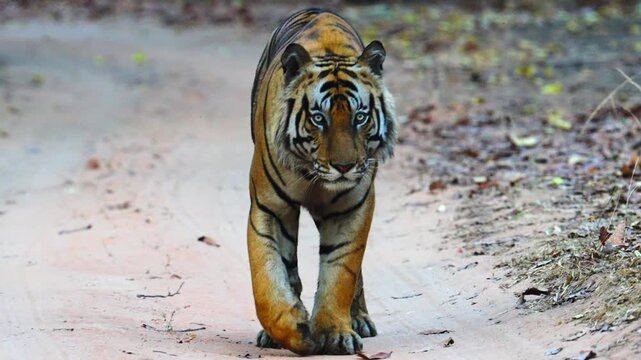 Tiger faces camera head-on, intense eyes piercing, powerful jaws open&mdash;apex predator confronting with raw ferocity