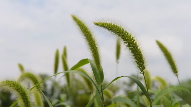 Green Foxtail Grass Swaying in Sunny Meadow