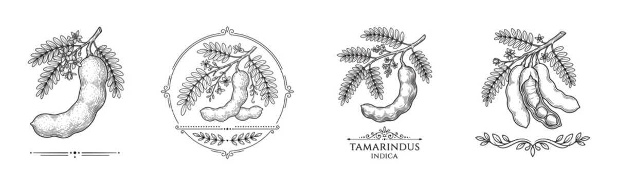 Tamarind botanical engraving illustrations featuring tropical tamarind pods and decorative vintage monochrome culinary artwork