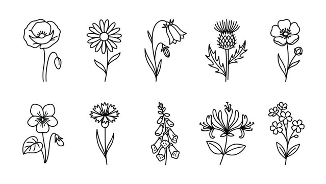Wildflower line art botanical collection featuring different meadow flower species.